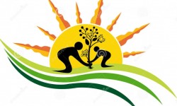 Tips on Decorating Your Home With Plants