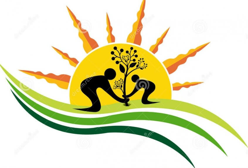 पौधों के साथ अपने घर को सजाने की युक्तियाँ 