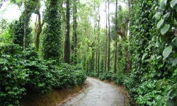 Coorg: The Scotland of India