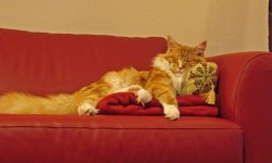 Love Animals? Here Is How To Make Your Home Pet-Friendly