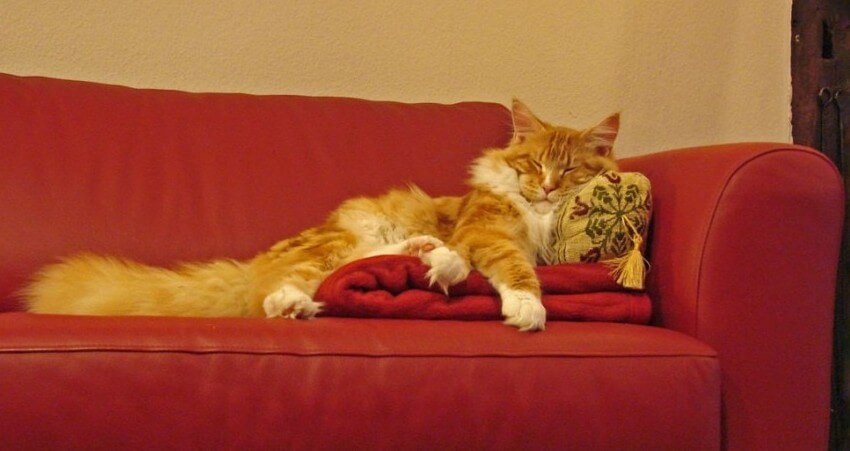 Love Animals? Here Is How To Make Your Home Pet-Friendly