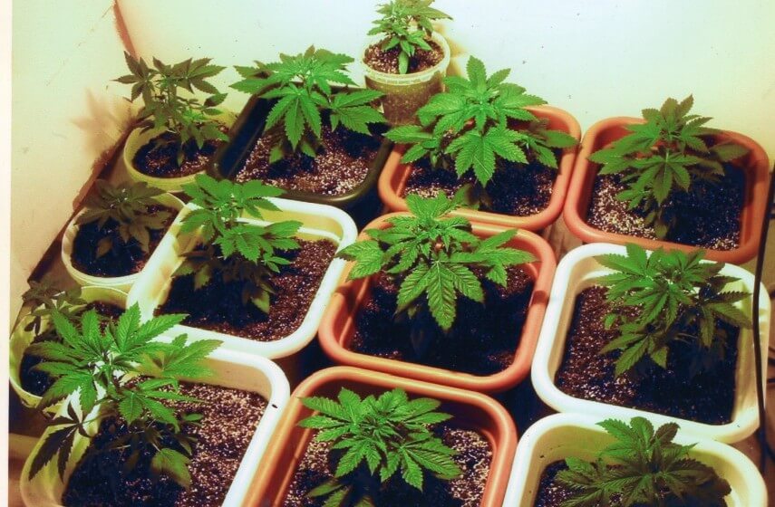 Follow These Simple Ideas To Grow A Herb Garden Indoors