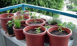 Get These Plants Indoors; You Wouldn't Need Air Purifiers