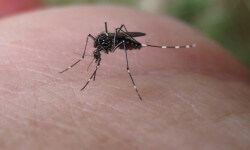 अपने घर को डेंगू से मुक्त रखने के लिए कैसे करें 