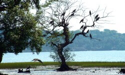 ओखला अभयारण्य विवाद: नोएडा होमबॉयर्स के लिए रिलीफ अग्रिम? 