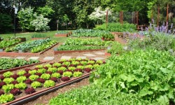 रसोई गार्डन: अंगूठे को ग्रीन अंगूठे तक दें 