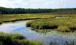 धीरपुर झीलों की बहाली परियोजना के बारे में आपको जानने की जरूरत है 