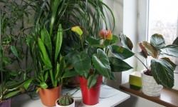 #EarthDay: 5 Ways To Use Houseplants As Decorative