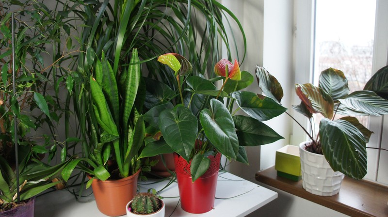 # एर्थ डे: सजावटी के रूप में हाउसप्लान्ट का उपयोग करने के 5 तरीके 