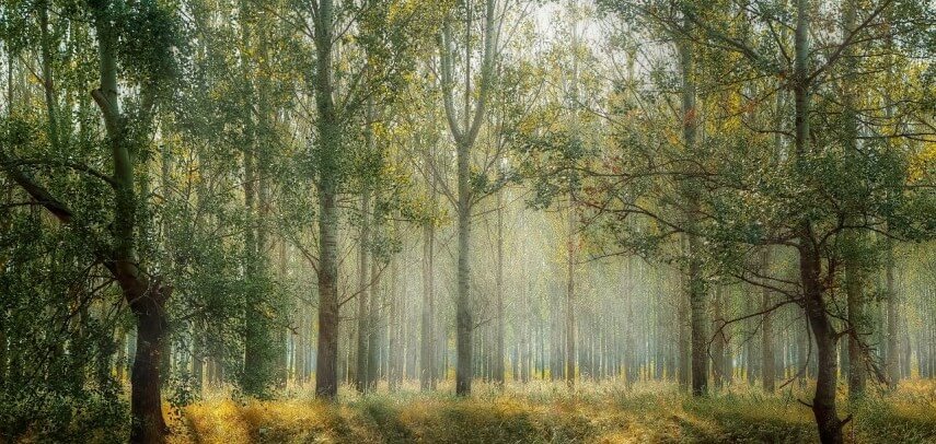 India's Forest Cover Has Been Rising