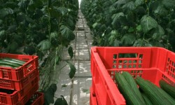 फार्म और ओपन स्पेस रियल एस्टेट परियोजनाओं के लिए मूल्य जोड़ें 