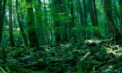 NGT Slams Delhi Govt For Delaying South Delhi Ridge Demarcation