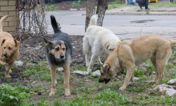 स्ट्रे मेनस के बारे में कानून क्या कहता है? 