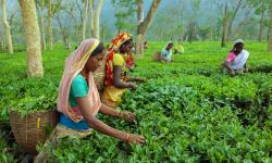 Bengal Allows Construction In Tea Estates To Boost Tourism, Jobs