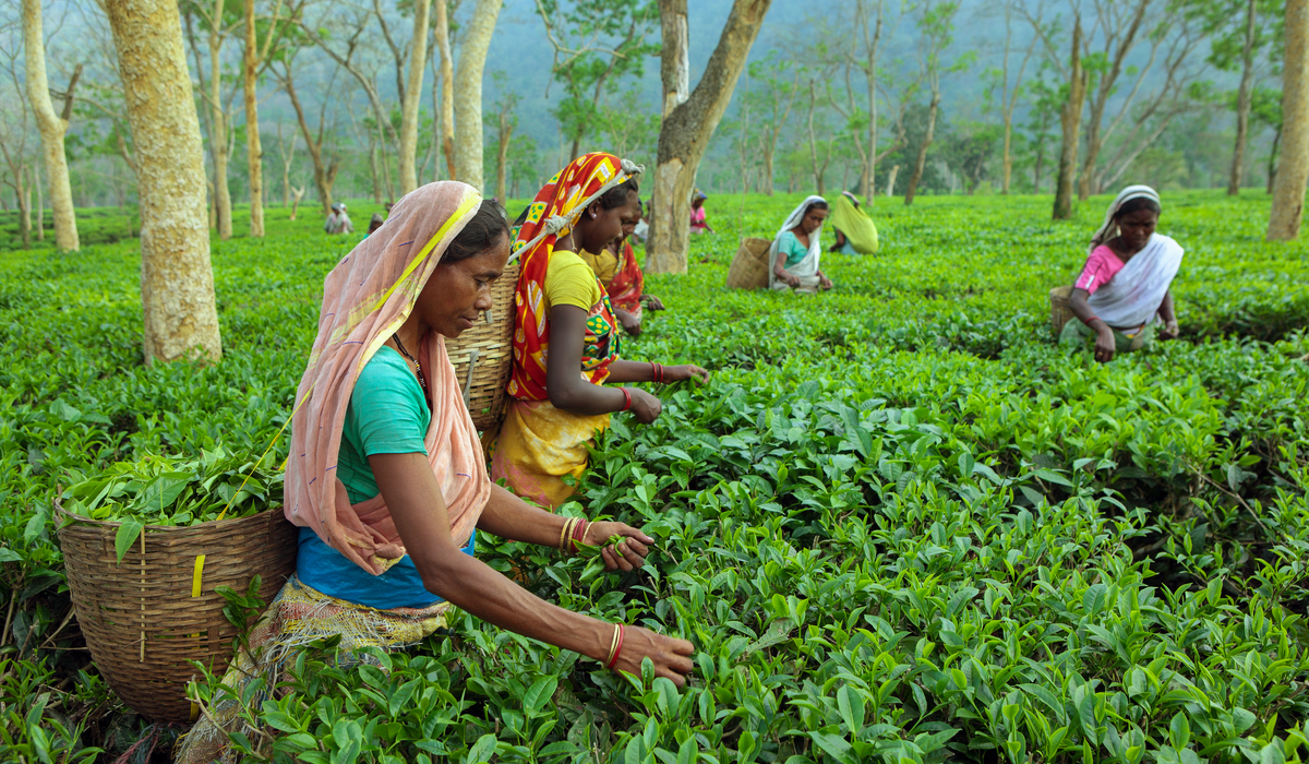 Bengal Allows Construction In Tea Estates To Boost Tourism, Jobs